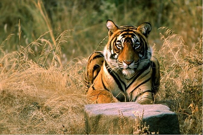 14 Days Golden Triangle with Wildlife Safari & Heritage Rajasthan - Day-by-day Delhi: Mughal grandeur plus Old Delhi energy