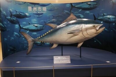 Complete Tuna Auction & Toyosu Fish Market Tour - Watching the Complete Tuna Auction from the Closest Spots