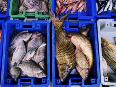 Korean Market Adventure with Chef Yie - Noryangjin Fish market - Chef Yie’s method: selecting freshness with a guide who talks clearly