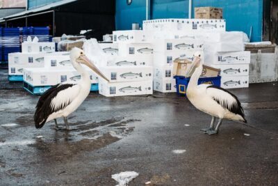 Sydney Fish Market Discovery Tour - What happens in the 60 minutes: a guided walk through sea-to-plate reality