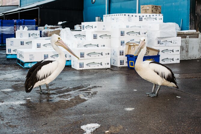 Sydney Fish Market Discovery Tour - What happens in the 60 minutes: a guided walk through sea-to-plate reality