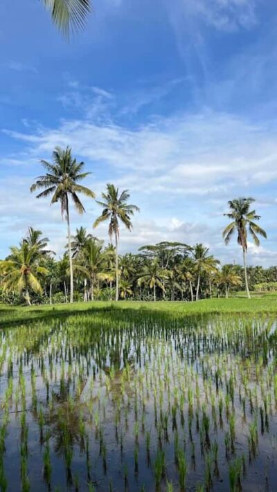 Ubud: Balinese Cooking Class, Rice Field & Market Tour - Traditional market walk: learn ingredients like a local shopper