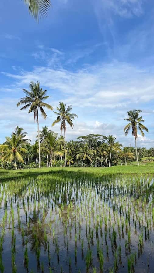 Ubud: Balinese Cooking Class, Rice Field & Market Tour - Traditional market walk: learn ingredients like a local shopper