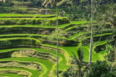 Ubud Day Tour : Waterfall, Temple and Local Night Market Tour - Tegalalang Rice Terrace: terraces are the star, but the guide makes it click