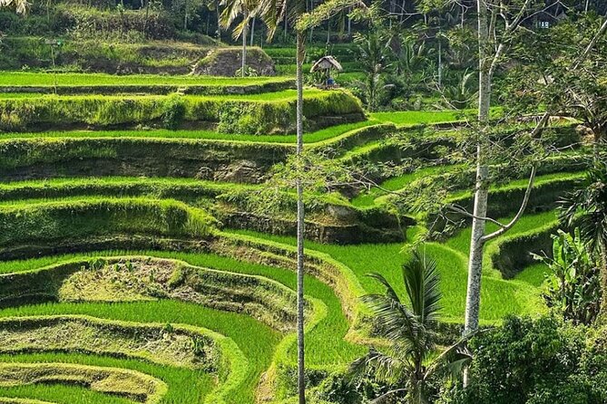 Ubud Day Tour : Waterfall, Temple and Local Night Market Tour - Tegalalang Rice Terrace: terraces are the star, but the guide makes it click